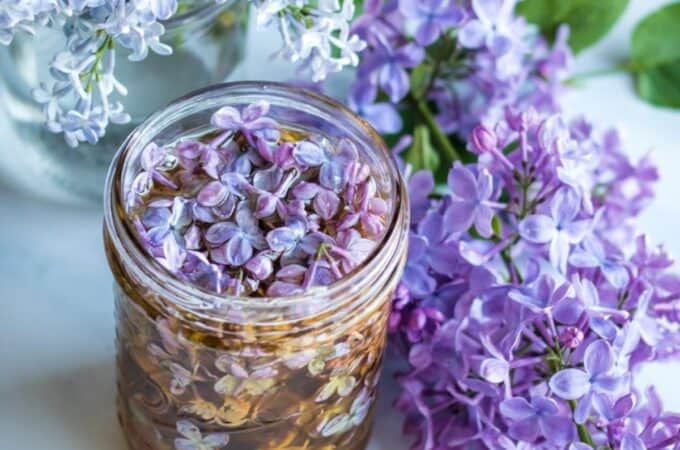 ball canning mason jar filled with lilac flower infused honey