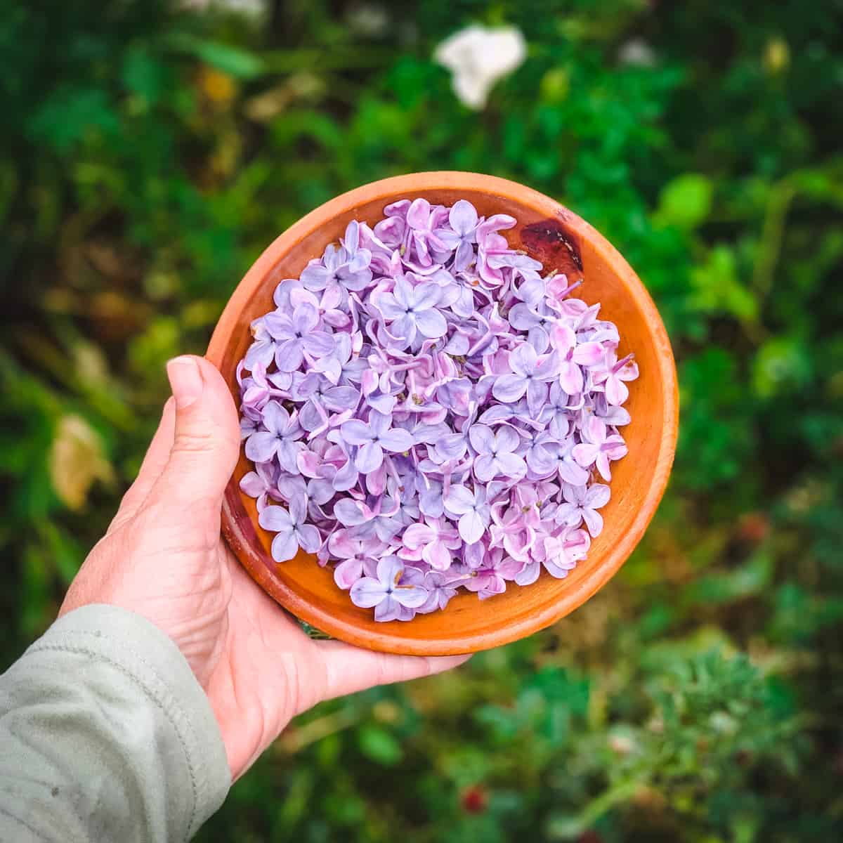 Lilac flowers in a wood bowl outside held by a hand, top view. 
