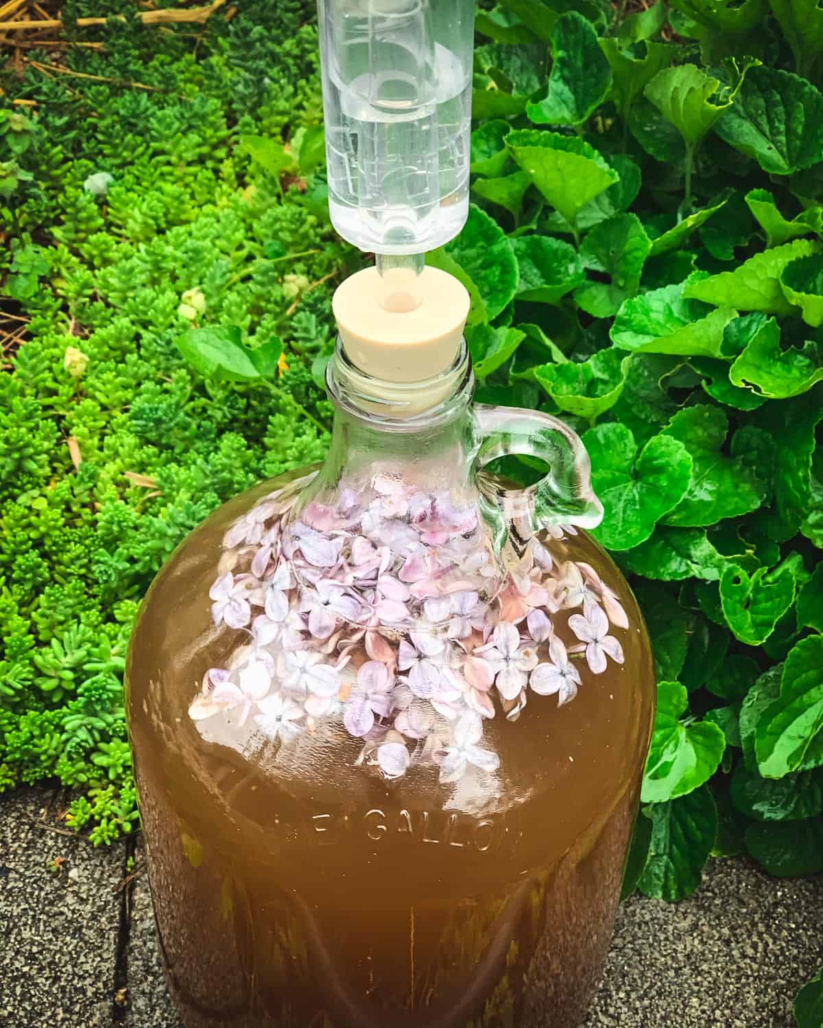 How to Make Milk Jug Mead (Honey Wine) at Home - Delishably