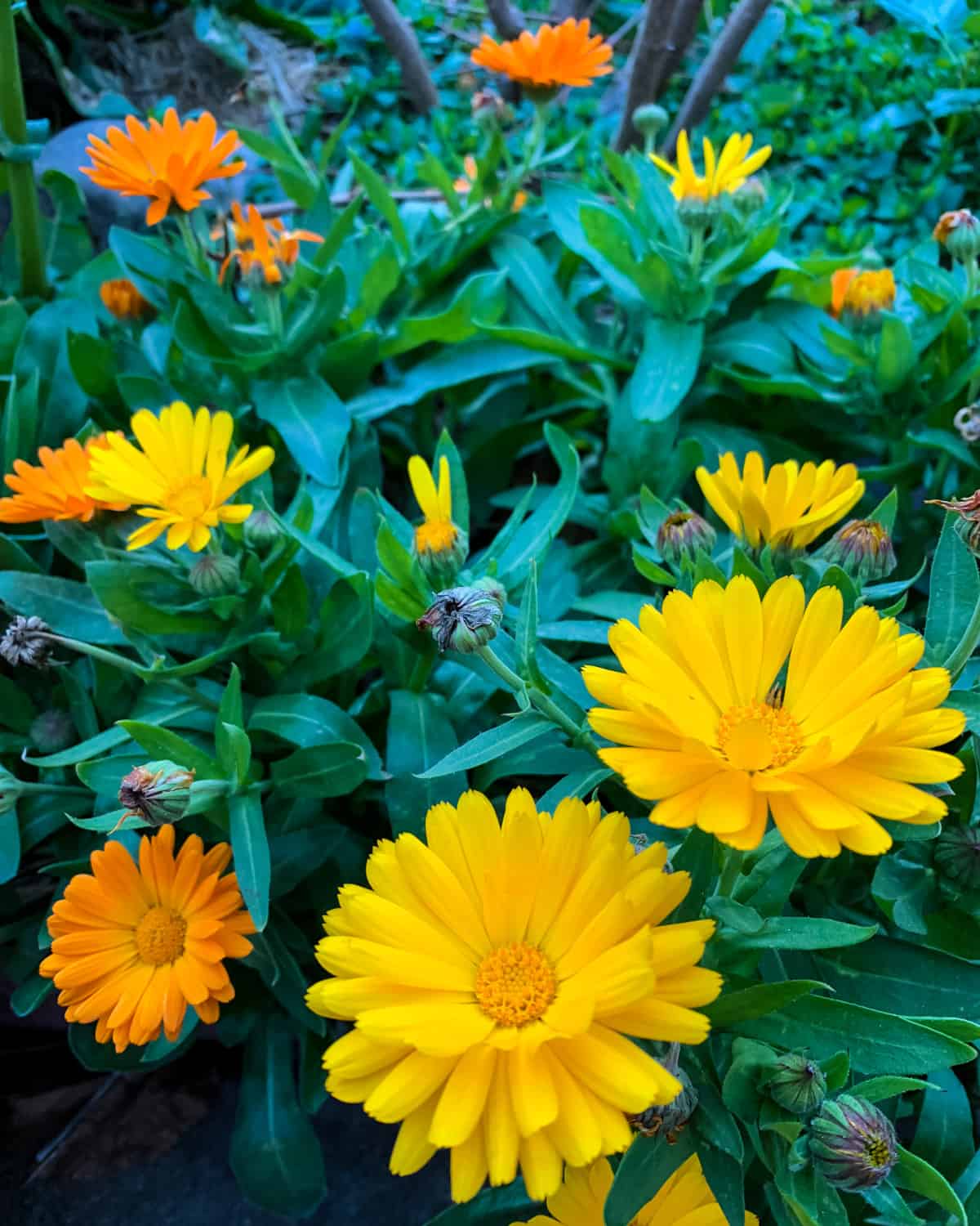 10 Reasons to Grow Calendula for Your Garden, Food, and Health