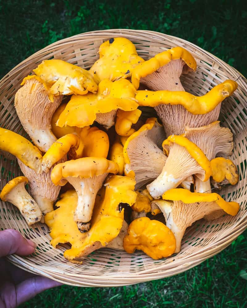 Foraging Chanterelle Mushrooms: Identification & Look-alikes