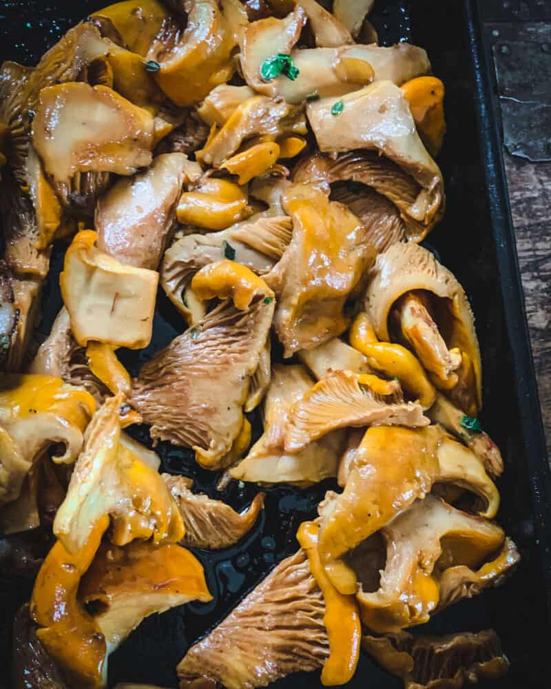 Foraging Chanterelle Mushrooms: Identification & Look-alikes