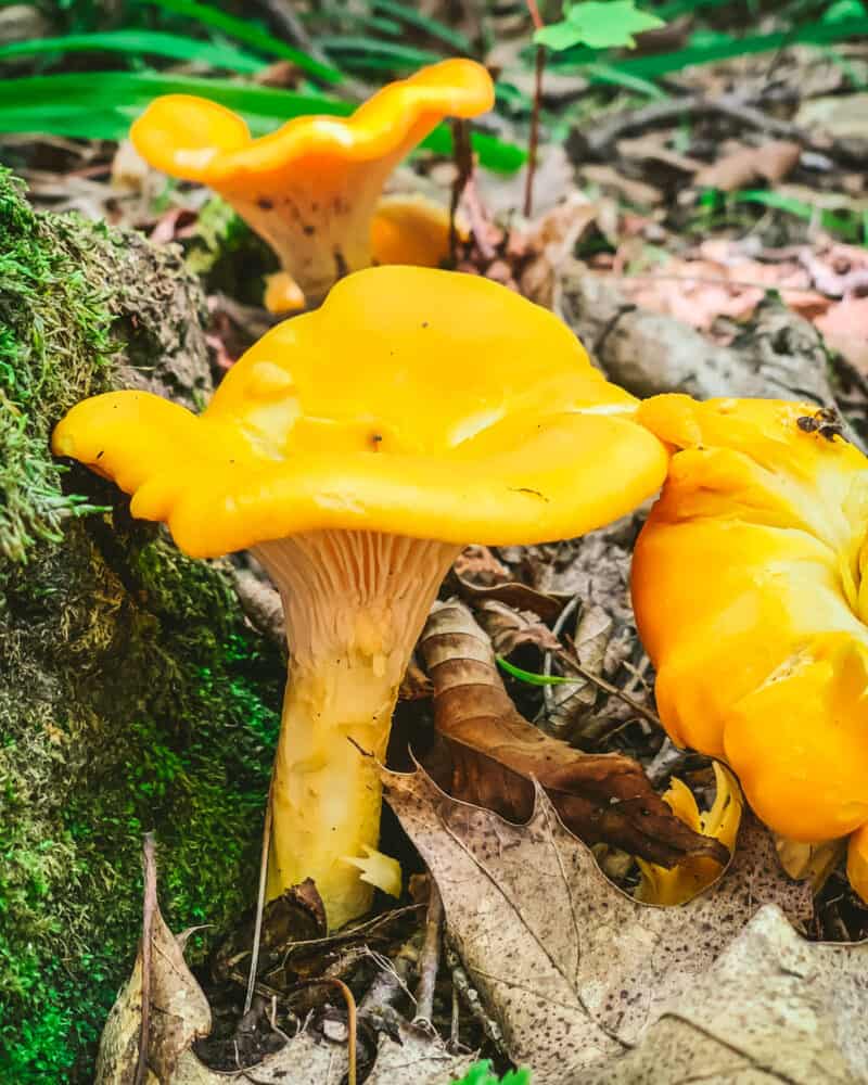 Foraging Chanterelle Mushrooms Identification & Lookalikes