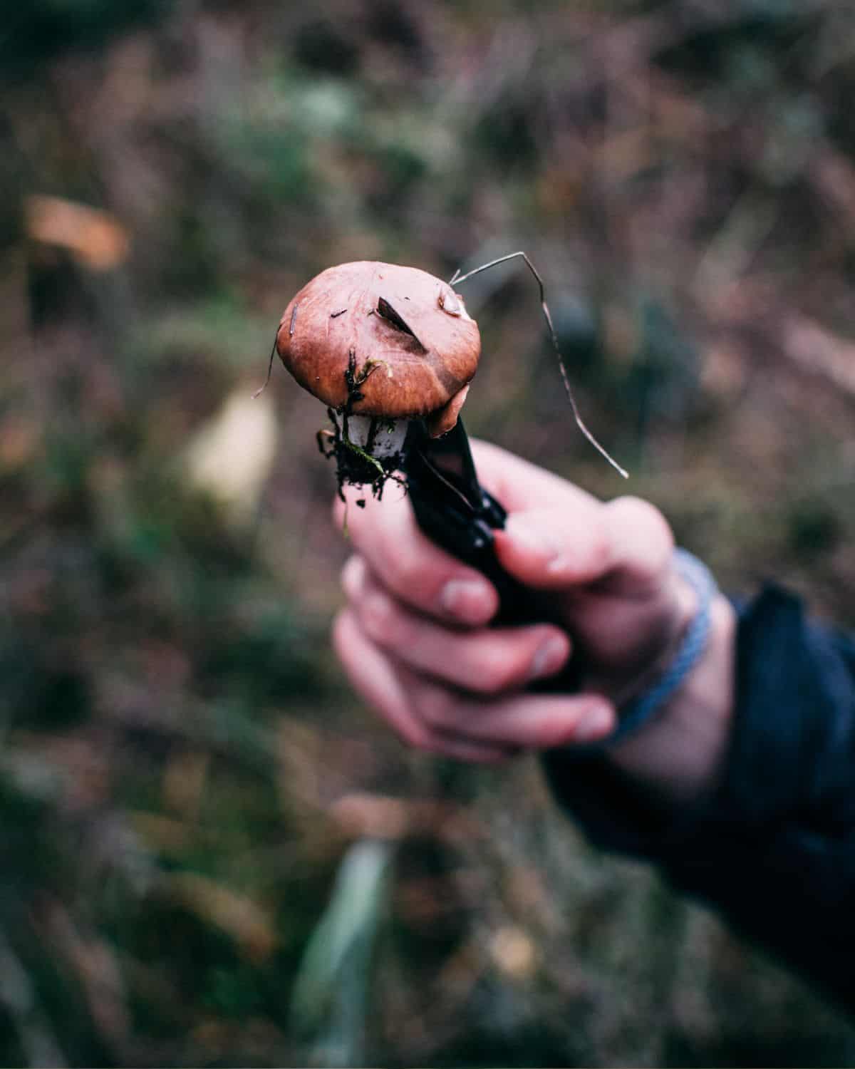 A knife with a mushroom on it held by a hand, out in the woods. 