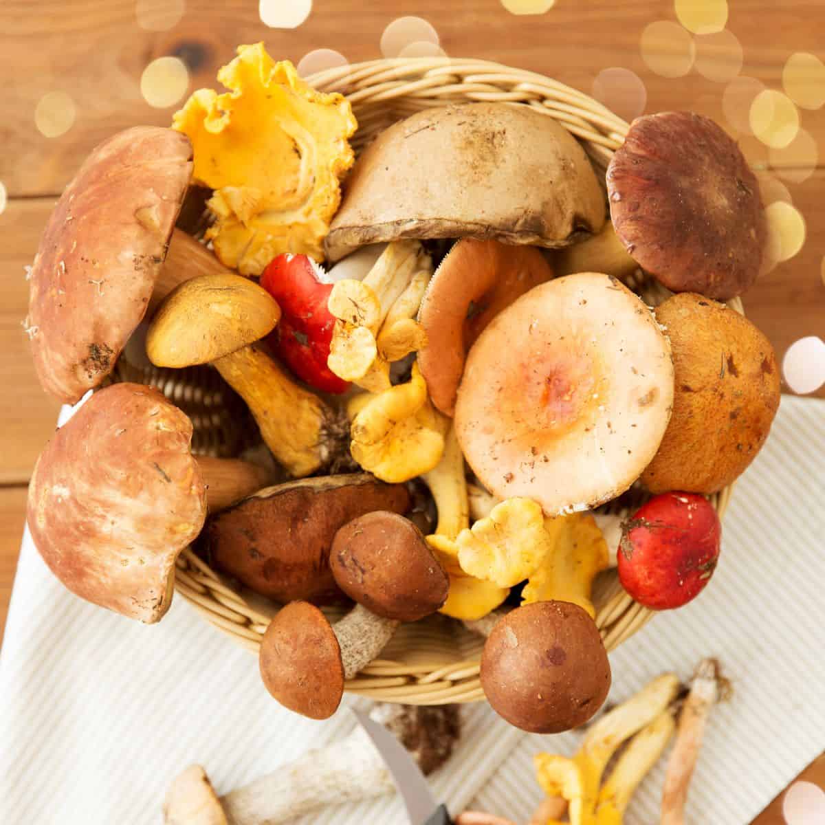 Various foraged mushrooms in a basket on a white cloth with holiday lights in the background. 