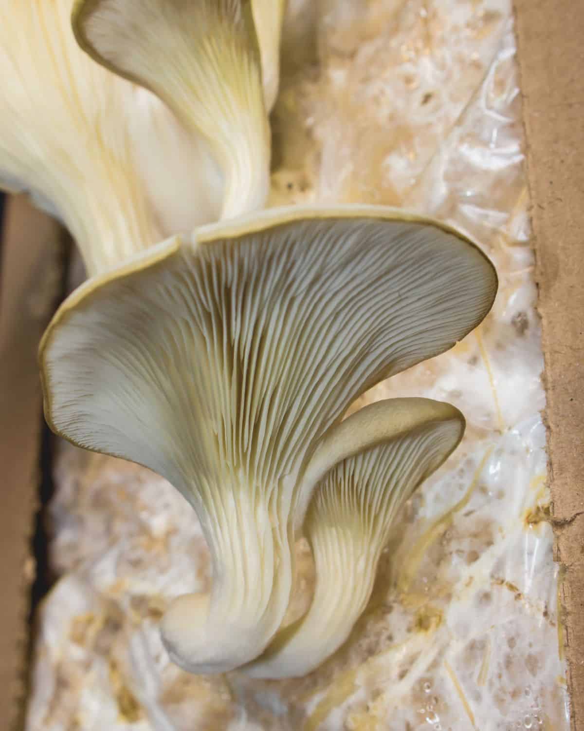 Oyster mushroom kit growing.