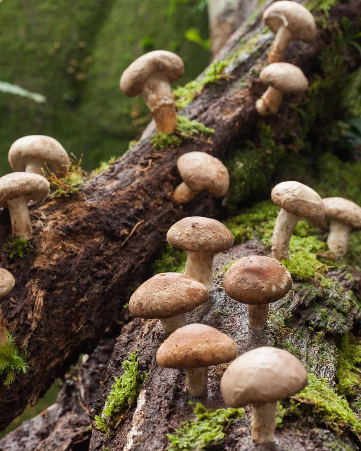 Shiitake mushrooms growing on a log.