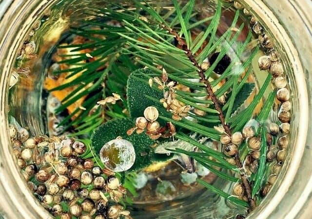 infused herbal gin in mason jar