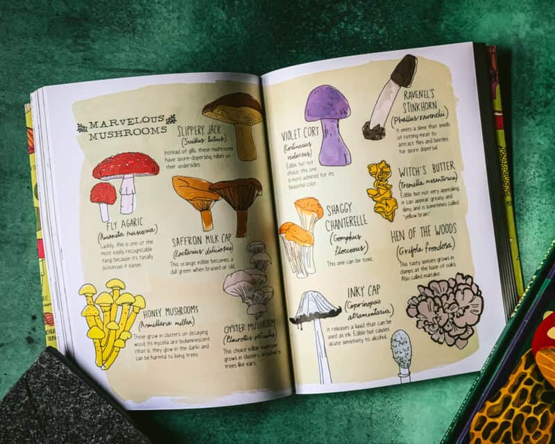 15+ Best Mushroom Books for Kids