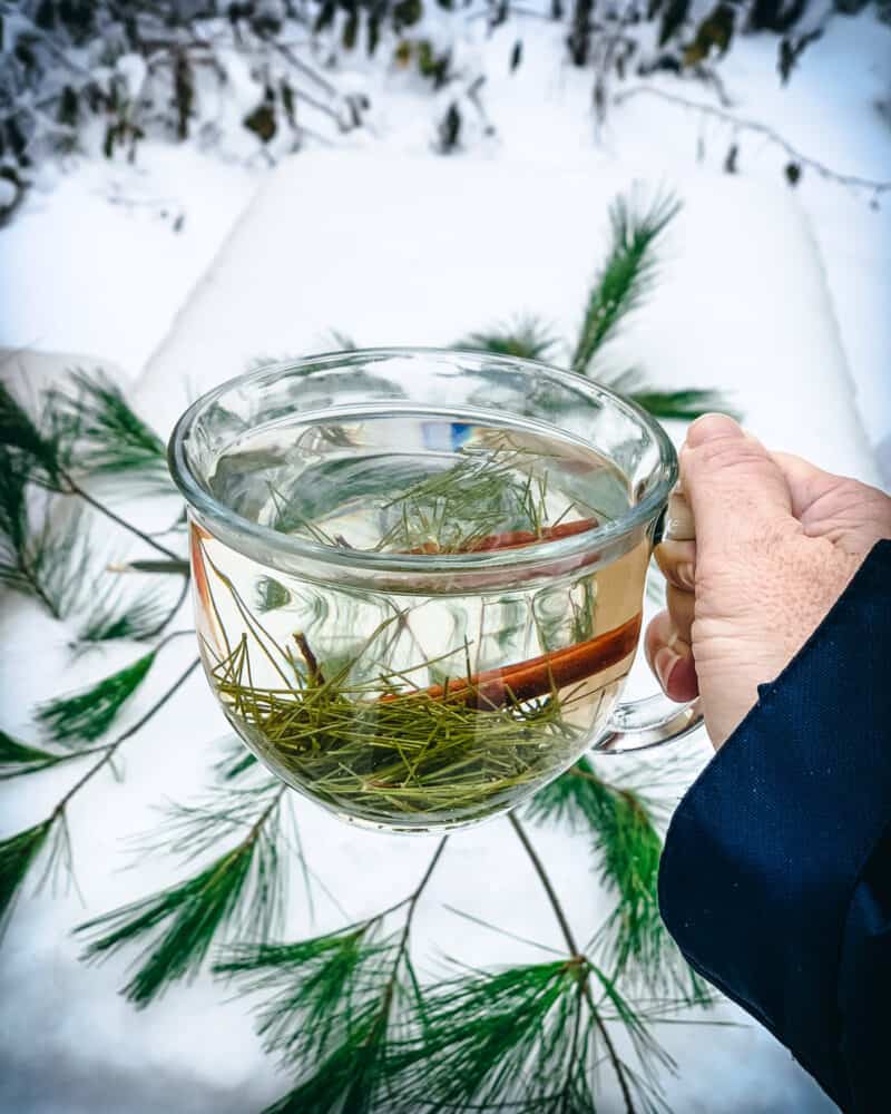 Pine Needle Tea with Pine, Spruce or Fir