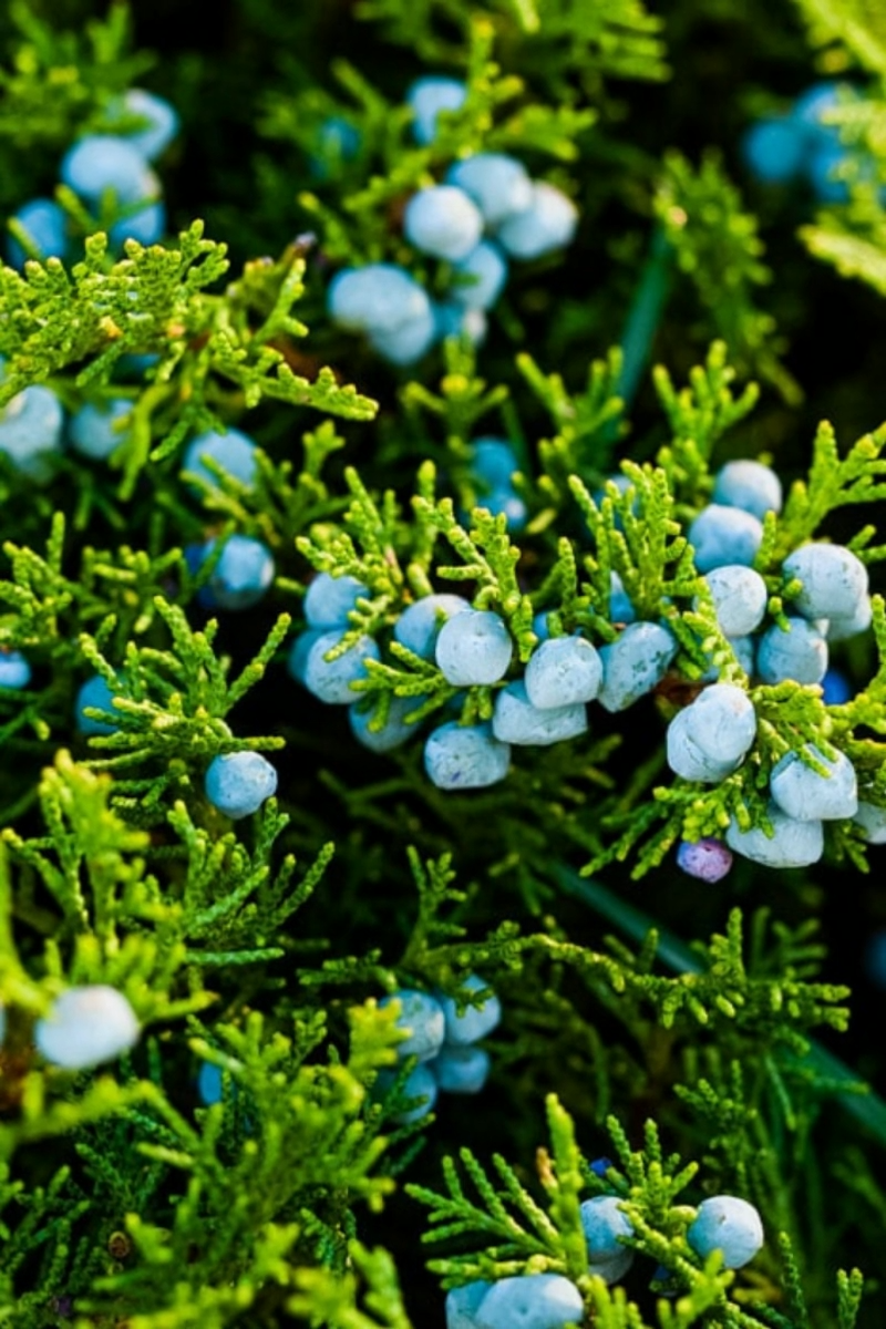 Foraging for Juniper Berries - Grow Forage Cook Ferment