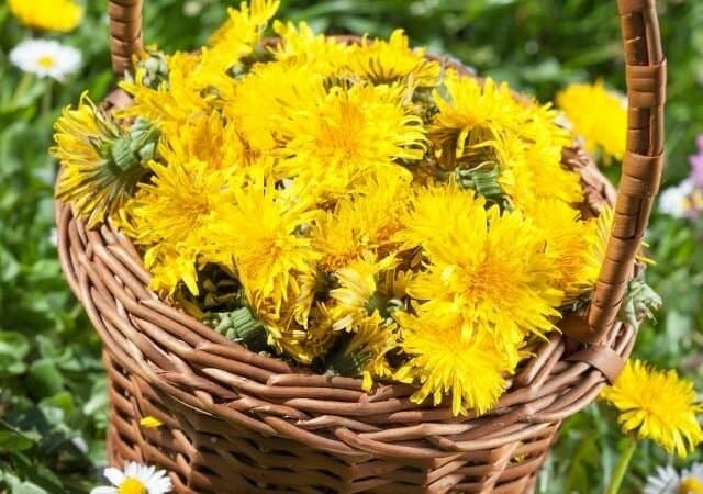 dandelion foraging basket filled with fresh dandelion flowers