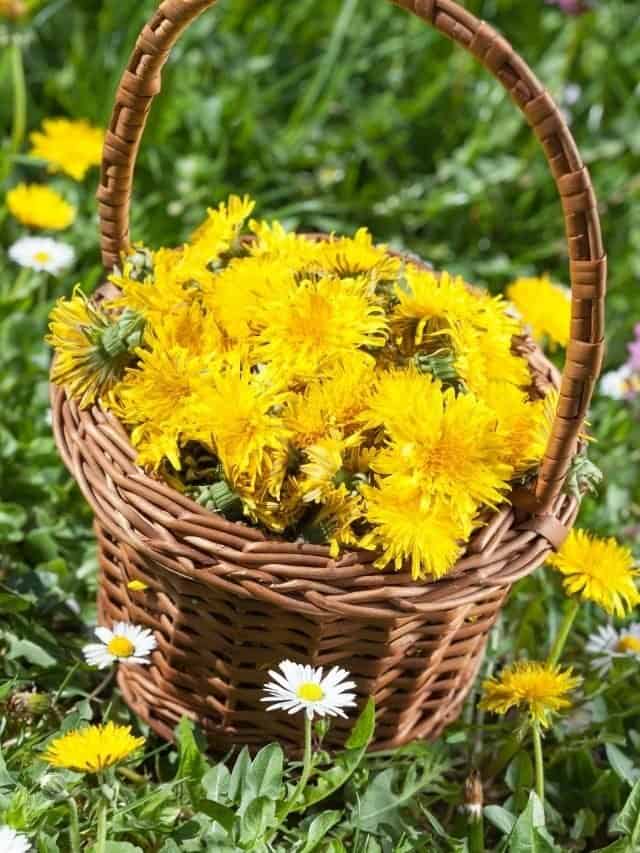 9 Best Dandelion Recipes: Drinks, Sweets, & Herbal Remedies