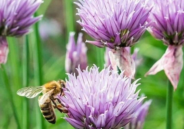 a bee on a chive flower