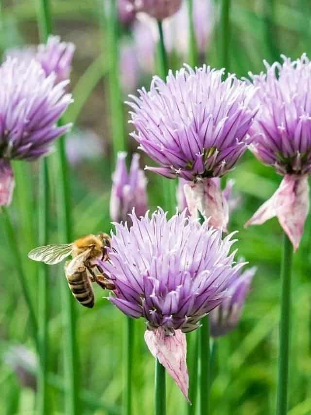 Best Flowers to Plant for Bees (that are good for us too!)