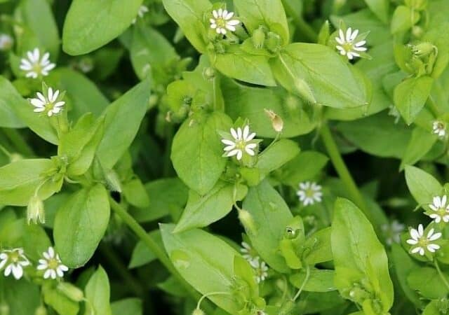 foraging for chickweed