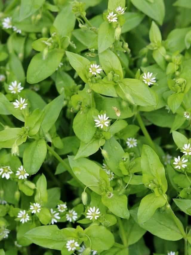 Chickweed Foraging: Identification, Look-alikes, and Uses