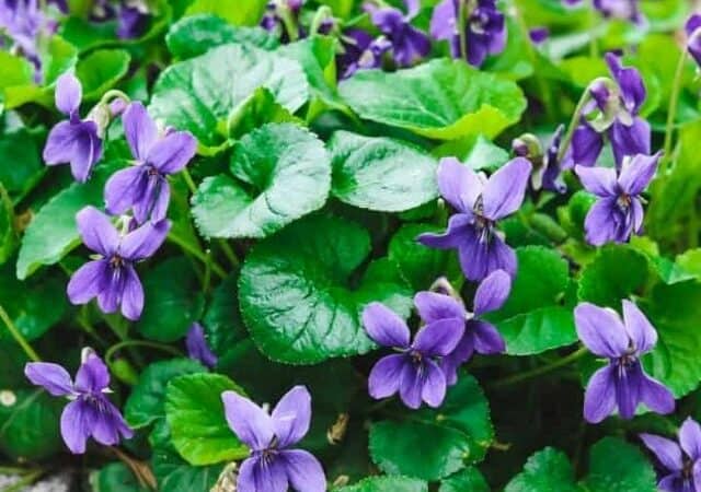 foraging for wild violets