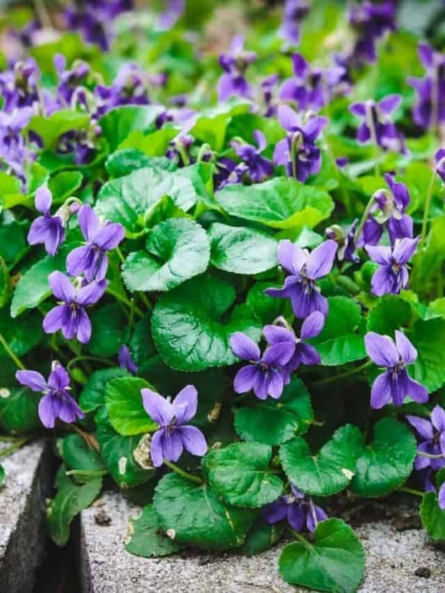 Foraging for Wild Violets: An Edible Early Spring Flower