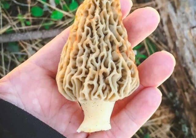 foraging for morel mushrooms