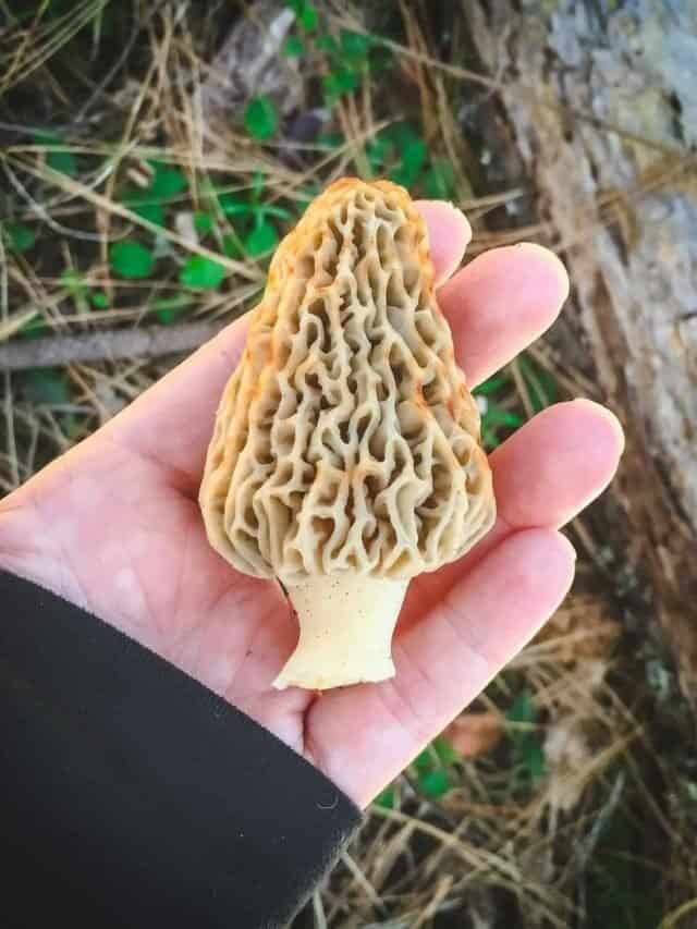 Foraging Morel Mushrooms: Identification & Look-alikes