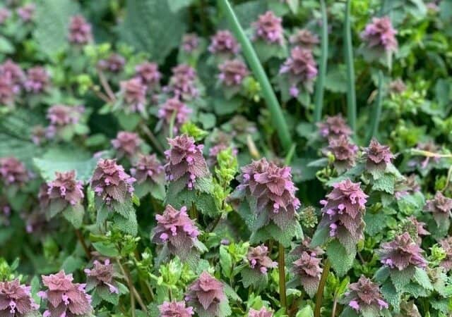 purple dead nettle