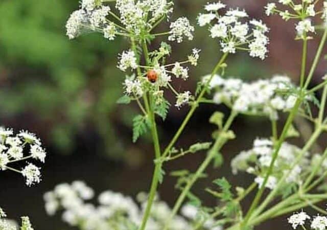 Poison Hemlock Identificatio