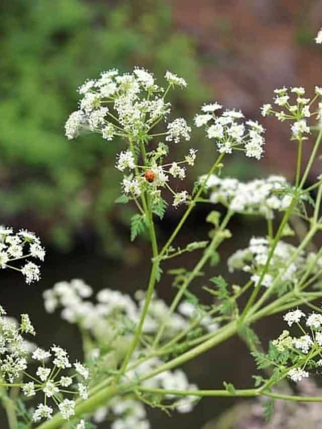 How to Identify Poison Hemlock & Look-alikes