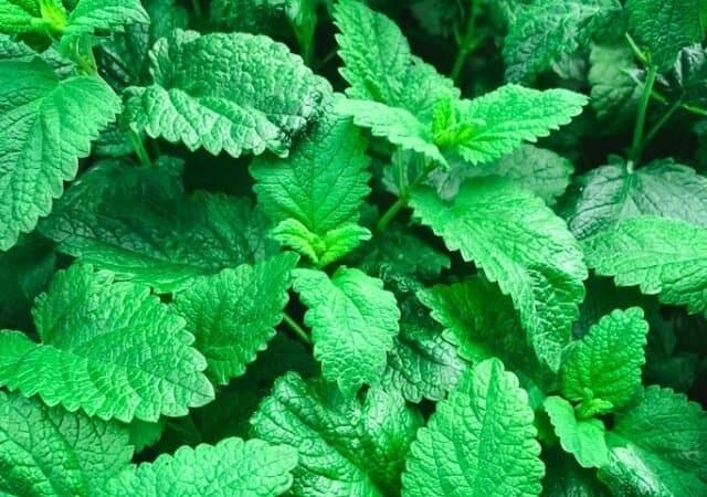 Lemon Balm Recipes