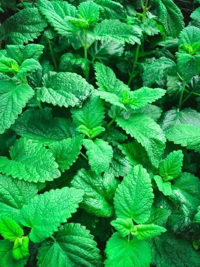 Lemon Balm Recipes: food, drinks, remedies, + more!