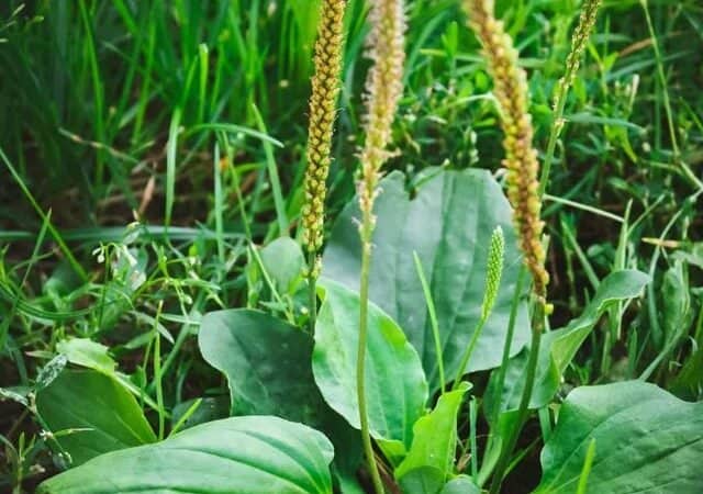 wild plantain weed