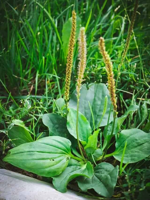 Foraging Plantain: Identification & Uses