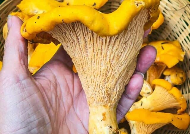 foraging chanterelle mushrooms