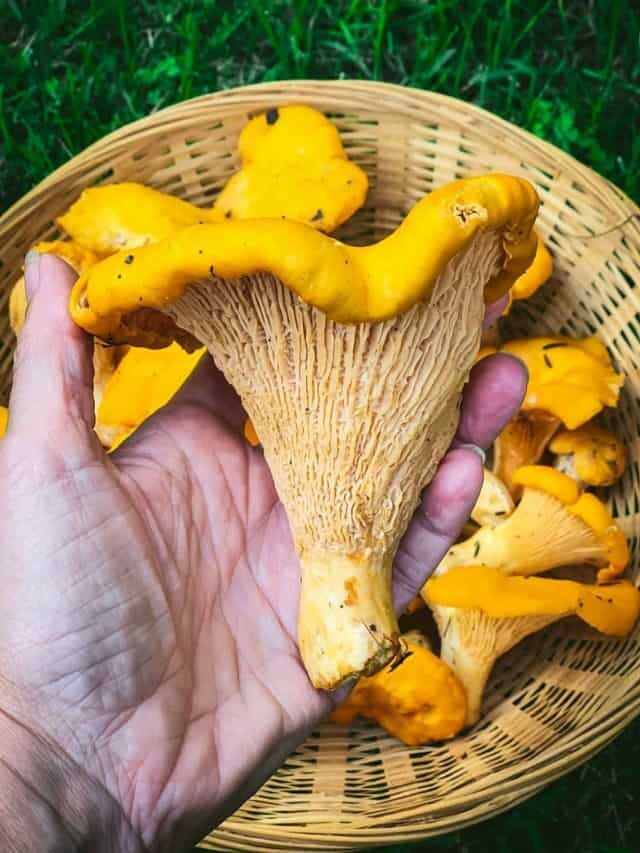 Foraging Chanterelle Mushrooms