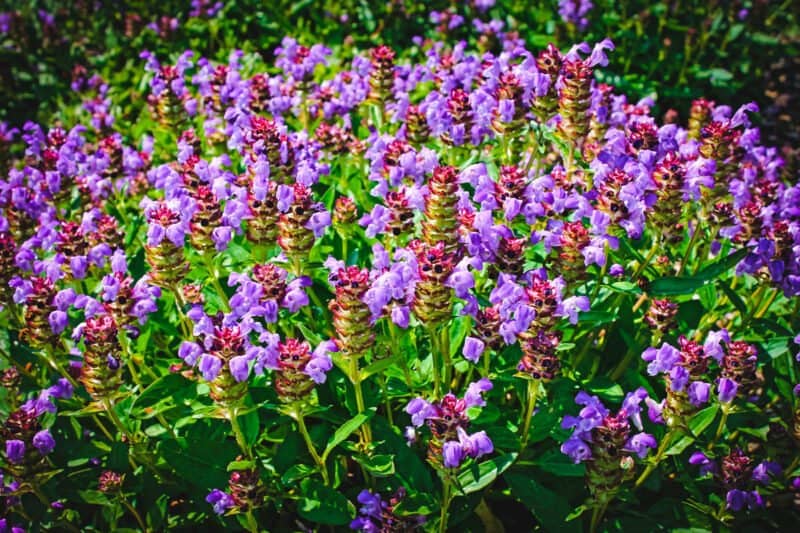 Foraging for Self-Heal (Heal-All or Woundwort)