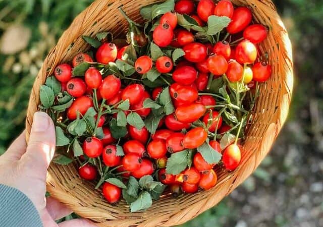 foraging rose hips