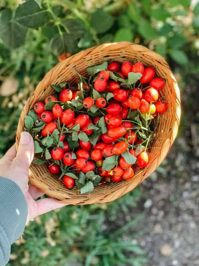 Foraging Rose Hips: How to Identify & Use for Herbal Medicine