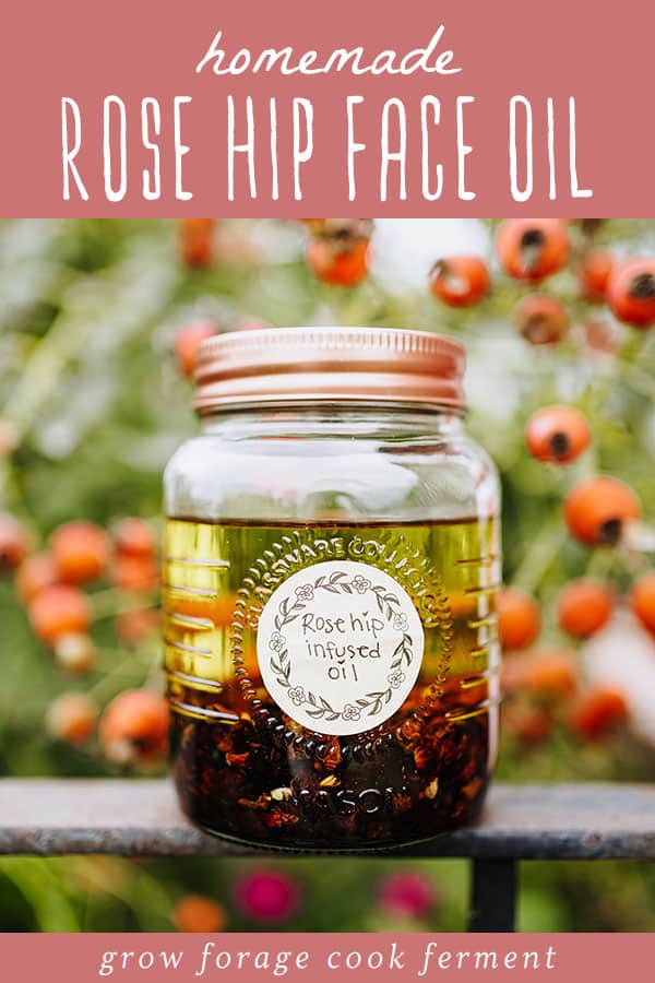 Radiant Rose Hips: How to Harvest, Dry and Use Rosehips ~ Homestead and  Chill