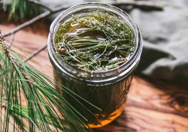 pine needle infused honey