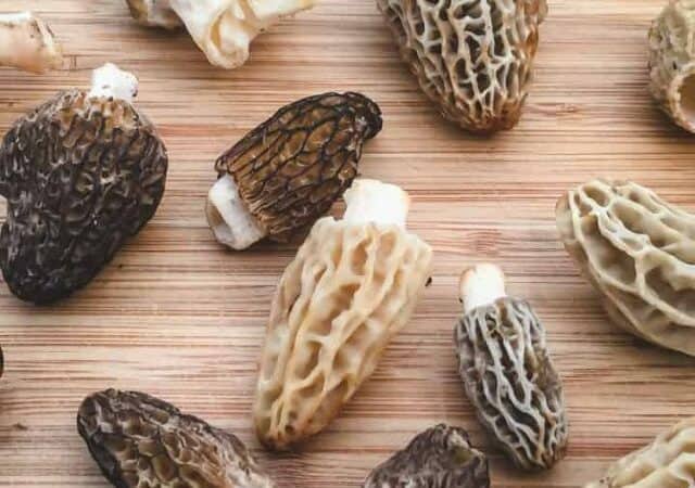 how to forage morels