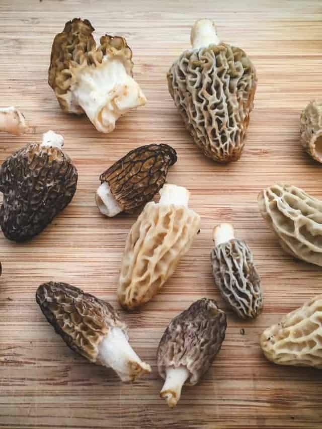 How to Forage Morels: Identify, Harvest, & Eat