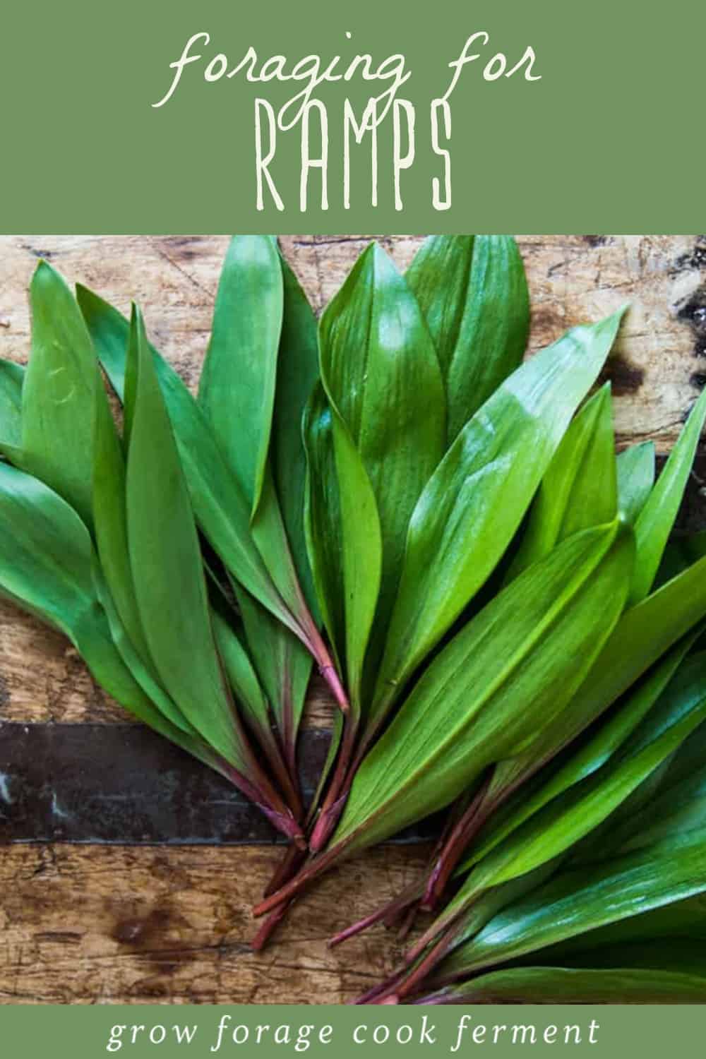 Foraging Wild Ramps (Wild Leeks) Identification and Lookalikes