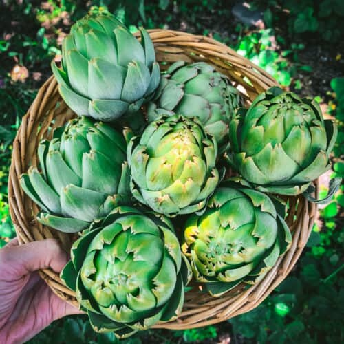 How to Grow an Artichoke Plant Edible and Beautiful