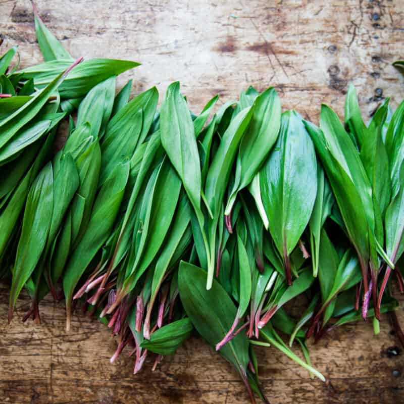 Foraging Wild Ramps (Wild Leeks): Identification and Look-alikes