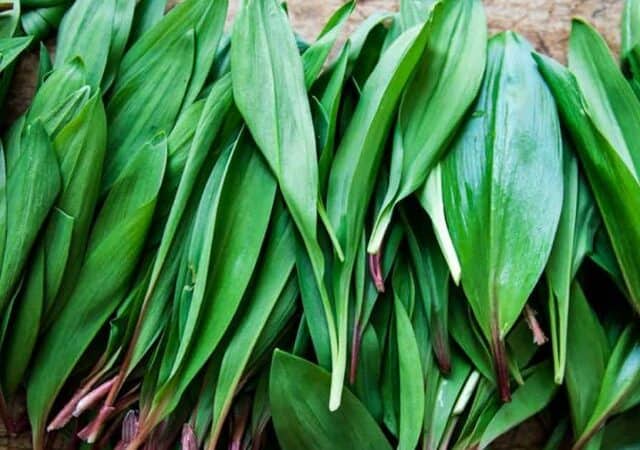 foraging ramps - identification and look alikes