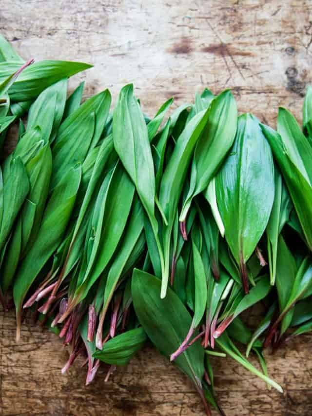 Foraging Ramps: Identification & Poisonous Look-alikes