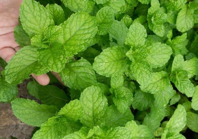 how to grow mint