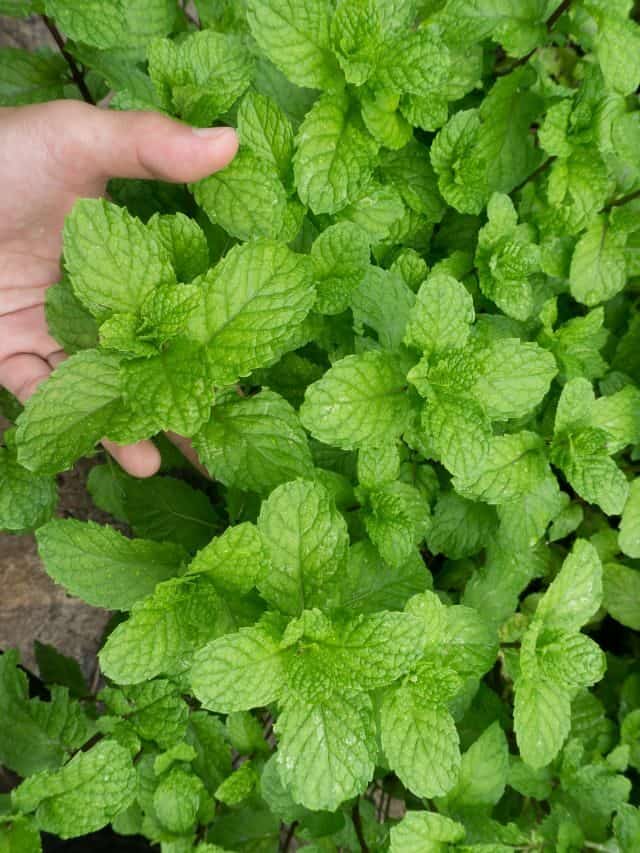 How to Grow Mint & Why You Should