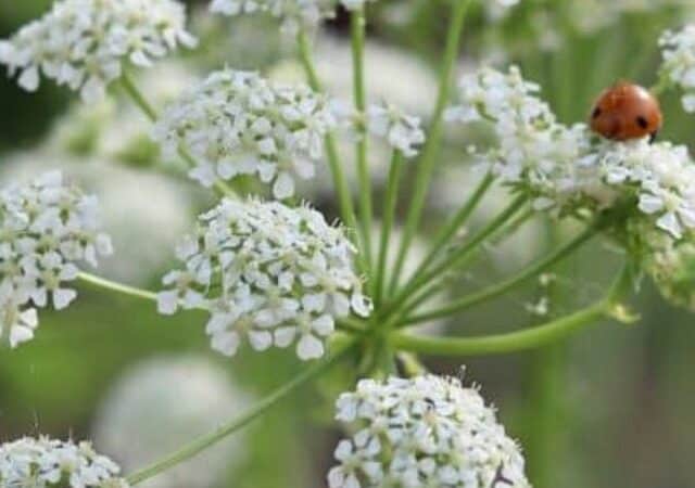 poison hemlock identification