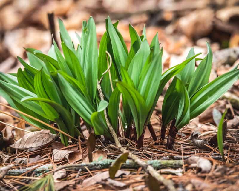 Foraging Wild Ramps (Wild Leeks) Identification and Lookalikes